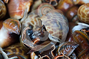 Babylonia areolata on bowl for make seafood