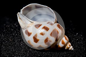 Babylonia Areolata shell on a black sand background