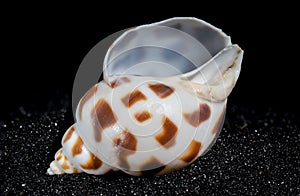 Babylonia Areolata shell on a black sand background