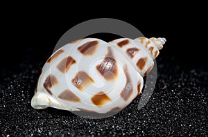 Babylonia Areolata shell on a black sand background