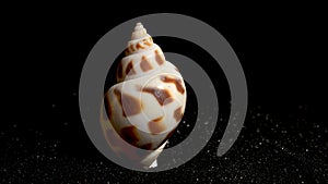 Babylonia Areolata shell on a black sand background 4K