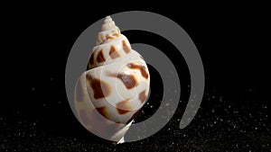 Babylonia Areolata shell on a black sand background HD