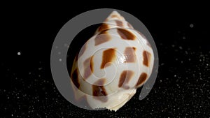 Babylonia Areolata shell on a black sand background HD