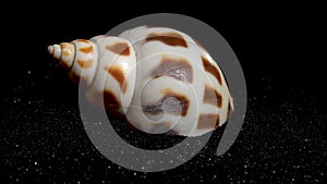 Babylonia Areolata shell on a black sand background HD