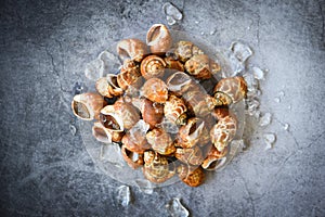 Babylonia areolata shellfish seafood on ice ready for eat or cooked - Spotted babylon Sea shell limpet