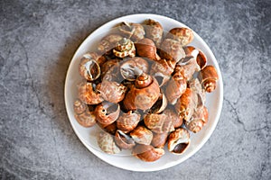 Babylonia areolata shellfish seafood on white plate ready for eat or cooked - Spotted babylon Sea shell limpet