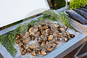 Babylonia seafood from Thailand seafood, Raw and fresh sweet shellfish