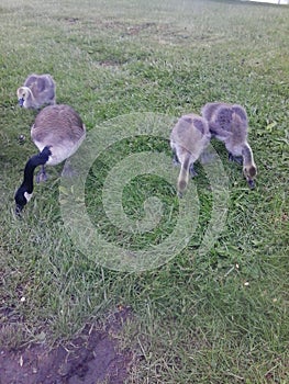 Beatiful nature of ohio