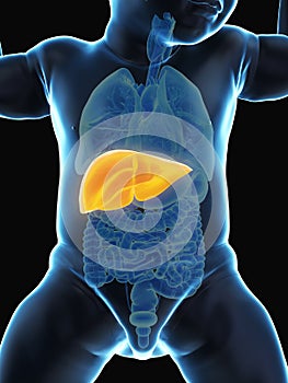 A babys liver