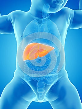 A babys liver