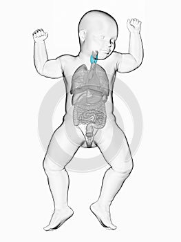 a babys thyroid