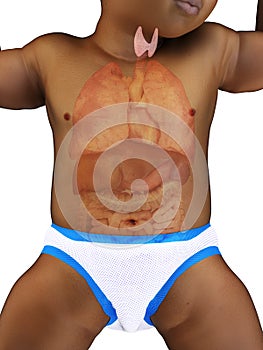 A babys thyroid gland