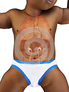 A babys ureter