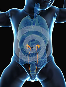 A babys ureters