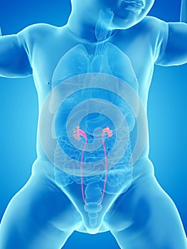 A babys ureters