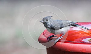 BabyTitmouse- bird bath