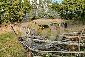 bacas grazing in a stable