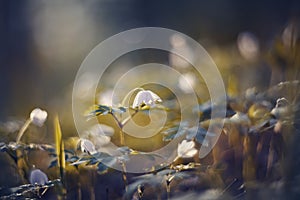 BacBackground with spring primroses - flowers of an anemony