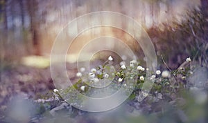 BacBackground with spring primroses - flowers of an anemony