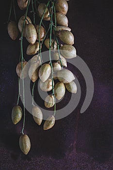 Baccaurea ramifloras