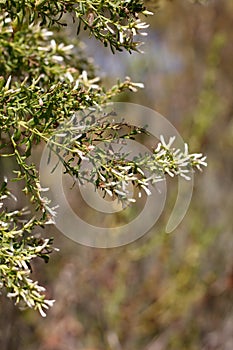 BACCHARIS PILULARIS PISTILLATE BLOOM - BALLONA FWM - 091920 B