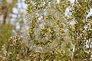 BACCHARIS PILULARIS STAMINATE BLOOM - BALLONA FWM - 091420 B