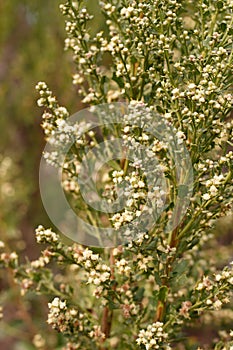 BACCHARIS PILULARIS STAMINATE BLOOM - BALLONA FWM - 091420 D