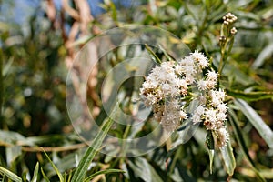 BACCHARIS SALICIFOLIA STAMINATE BLOOM - BALLONA FWM - 091920 A