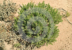 Baccharis Tola Plants, an Unique Desert Plants in Puna Grassland, Andean Altiplano, Bolivia