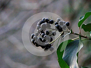 Bacche di Edera helix