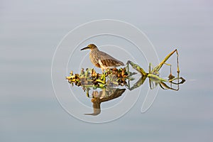 A Bacchus heron sits on a floating island of water hyacinths.