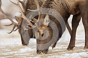 Bachelor Bull Elk