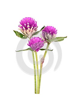 Bachelor Button,Clobe Amaranth isolated on white background