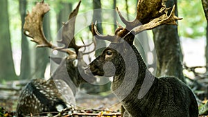 Bachelor herd Fallow deer (Dama dama) lying down