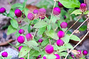 Bachelor s button, Button agaga, Everlasting, Gomphrena, Globe amaranth, Pearly everlasting is name of this flower