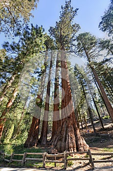 The Bachelor and Three Graces, Mariposa Grove, Yosemite photo