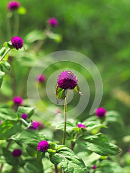 Bachelorâ€™s button or Gomphrena globosa