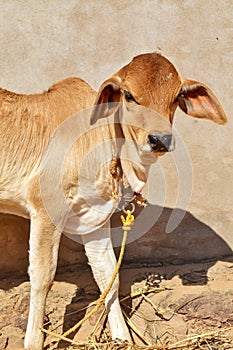 bachhda,Hereford Cattle Candids,Portrait of a zebu calf with big eyes and black snout
