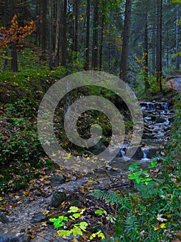 Bachlauf im Wald im AllgÃ¤u, Bayern