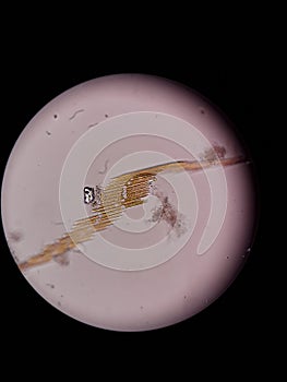 Bacillaria paxillifer