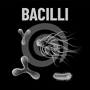 Bacilli bacteria monochrome vector illustration on black background. Virus concept