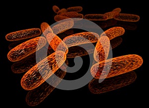 Bacillus photo