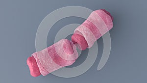 Bacillus anthracis Anthrax macro