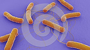 Bacillus anthracis Anthrax macro