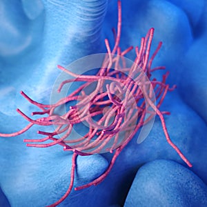 The Bacillus anthracis - close up