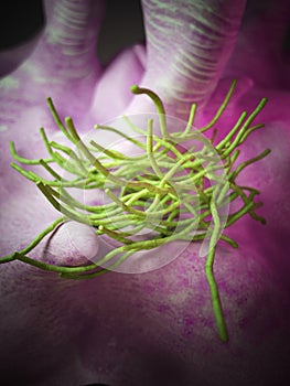 The Bacillus anthracis - close up