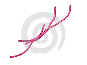 The Bacillus anthracis - close up