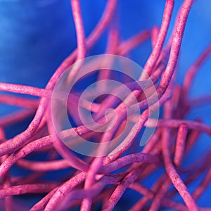 The Bacillus anthracis - close up