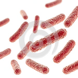 Bacillus Bacteria Isolated on White Background