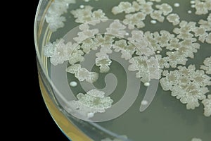 Bacillus sp. on Trypticase soy agar agar plate . Colony bacteri